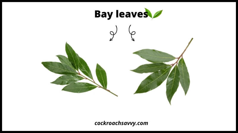 Bay leaves smell repel roaches