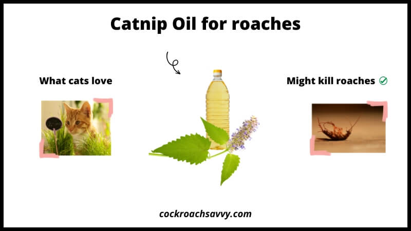Catnip Oil for roaches