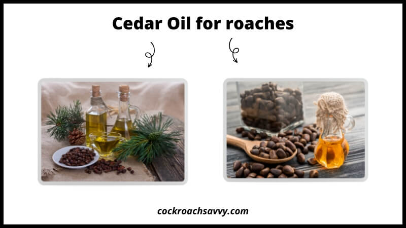 Cedar Oil for roaches