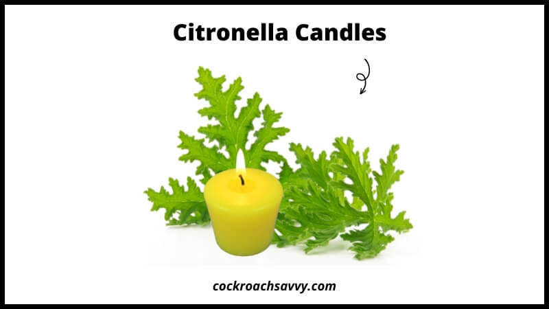 Citronella Candles - Natural Cockroach Repellent