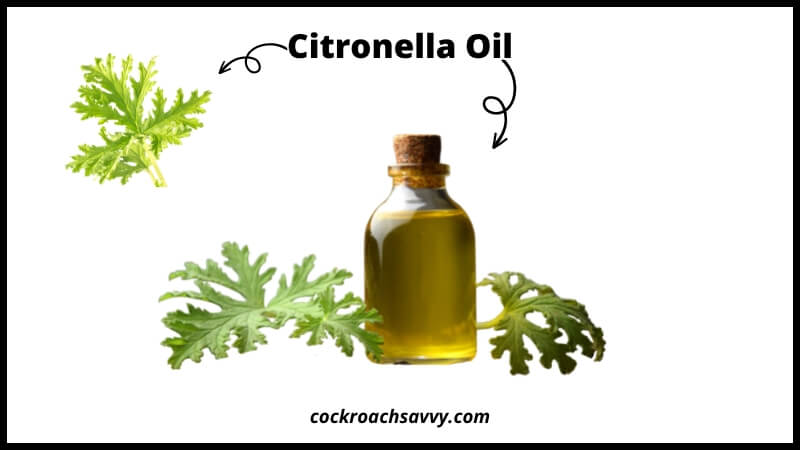 Citronella Oil - Natural Cockroach Repellent
