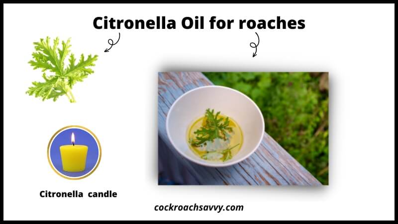Citronella Oil for roaches