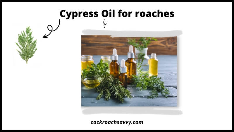 Cypress Oil for roaches