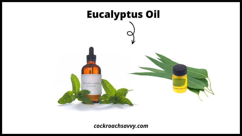 Eucalyptus Oil - Natural Cockroach Repellent
