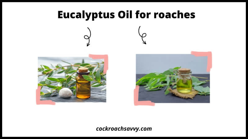 Eucalyptus Oil for roaches