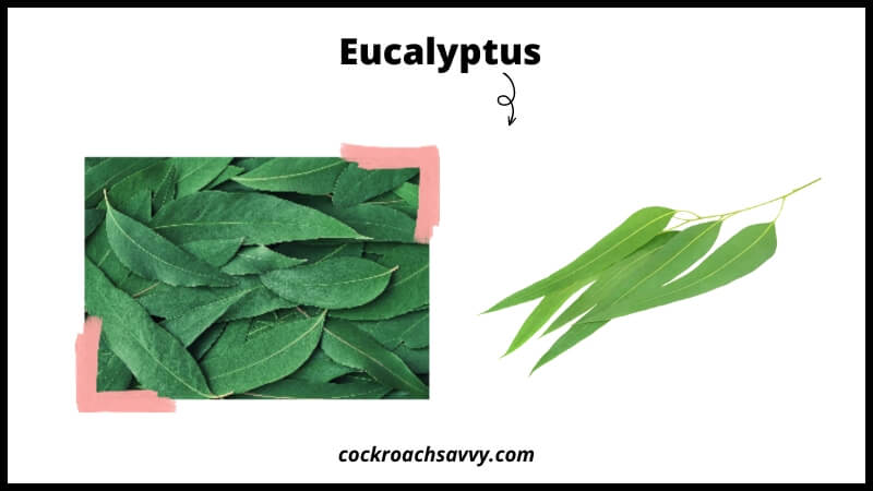 Eucalyptus smell repel roaches