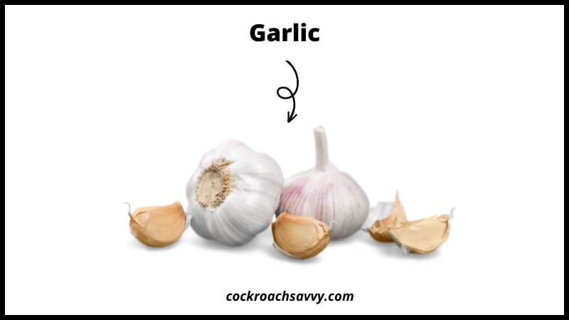 Garlic - Natural Cockroach Repellent
