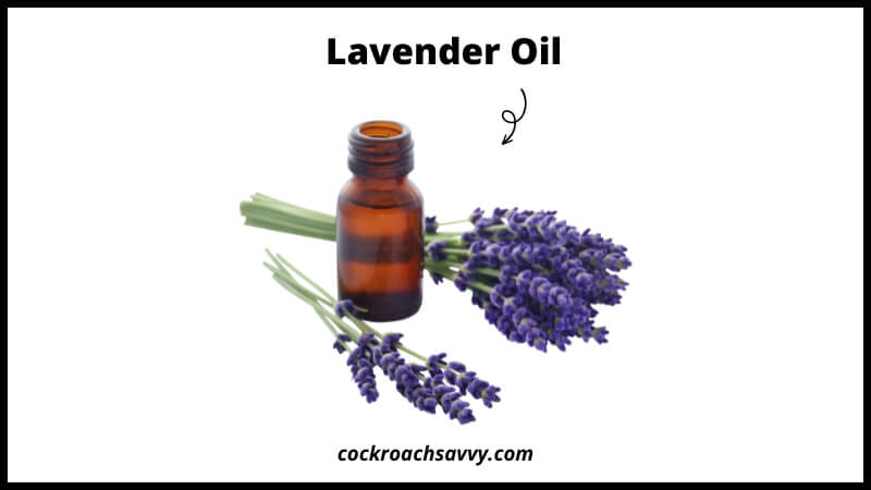 Lavender Oil - Natural Cockroach Repellent
