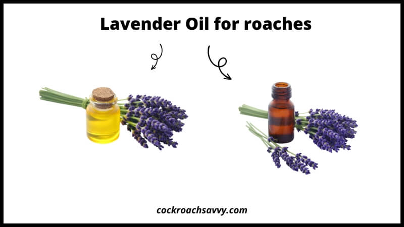 Lavender Oil for roaches