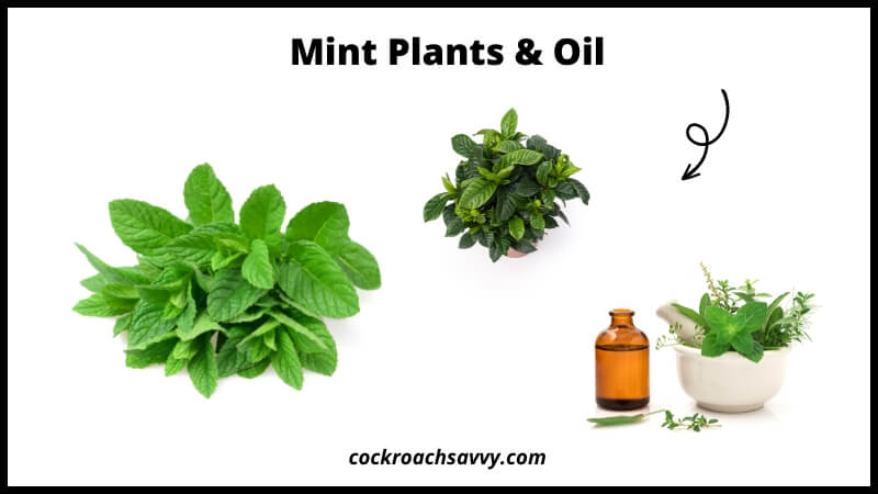 Mint Plants & Oil - Natural Cockroach Repellent