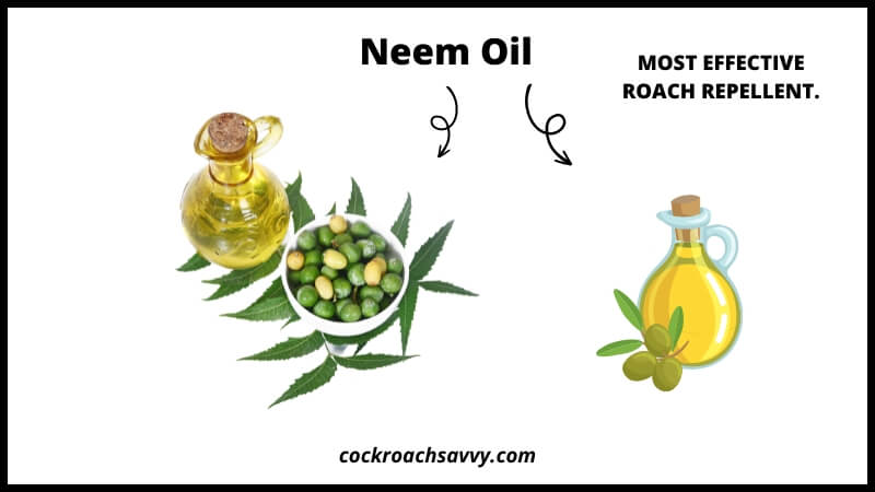 Neem Oil - Natural roach Repellent