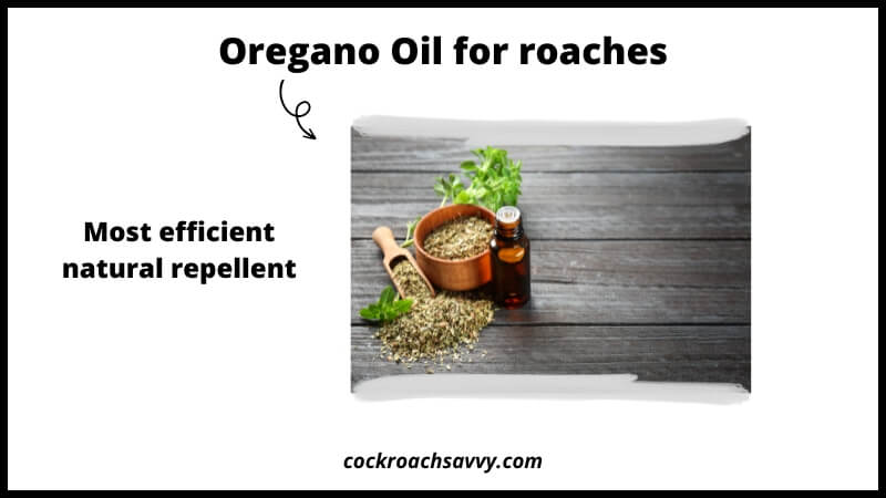 Oregano Oil for roaches