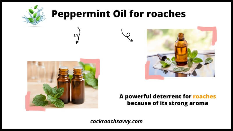 Peppermint Oil for roaches