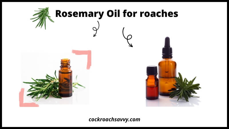 Rosemary Oil for roaches