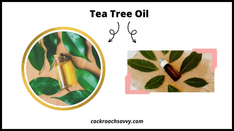 Tea Tree Oil - Natural Cockroach Repellent
