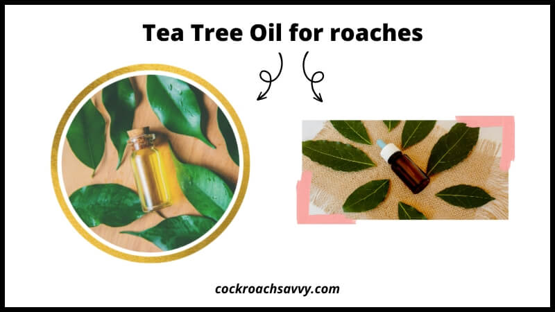 Tea Tree Oil for roaches