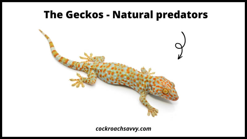 The Geckos - Natural roach predators