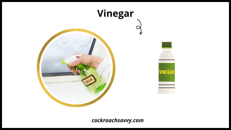 Vinegar smell repel roaches