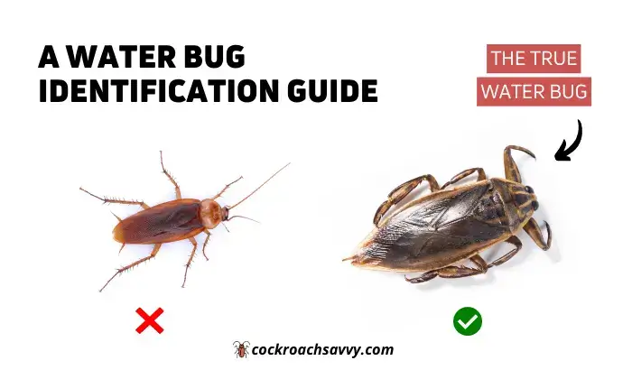 Water Bug Identification Guide