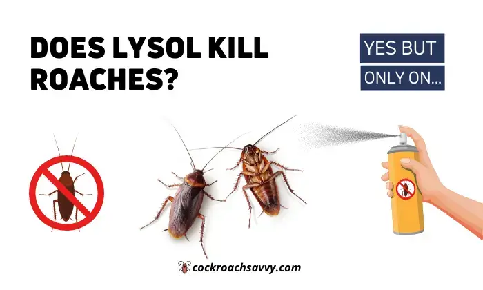 Does Lysol Kill Roaches
