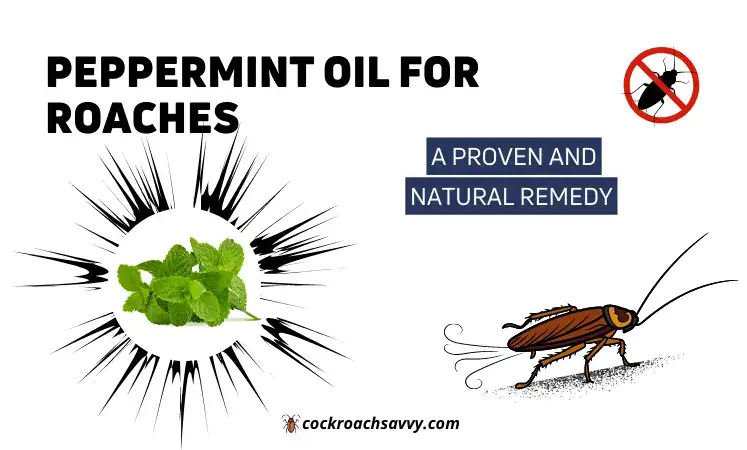 Peppermint Oil for Roaches