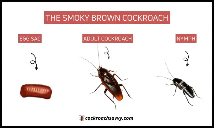 Smoky brown Cockroaches