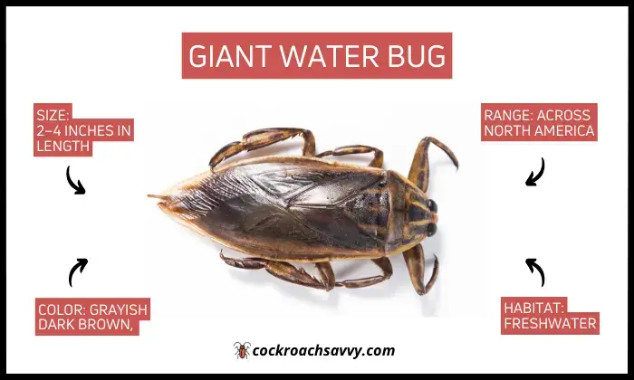 Giant Water Bug