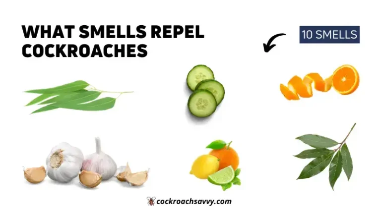 What Smells Repel Cockroaches