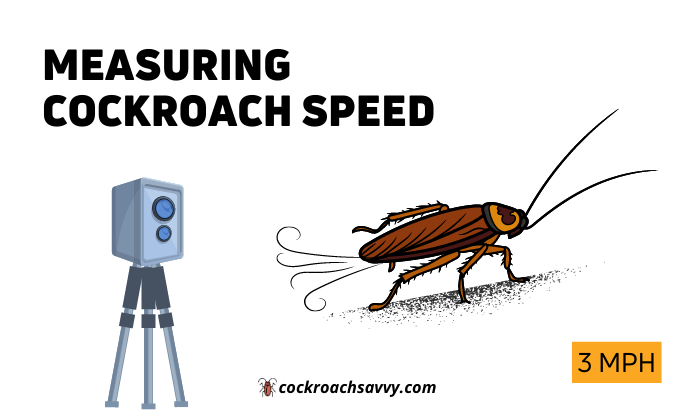 Measuring Cockroach Speed