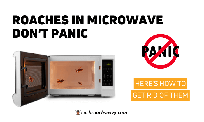 Roaches In Microwave - Featured Image