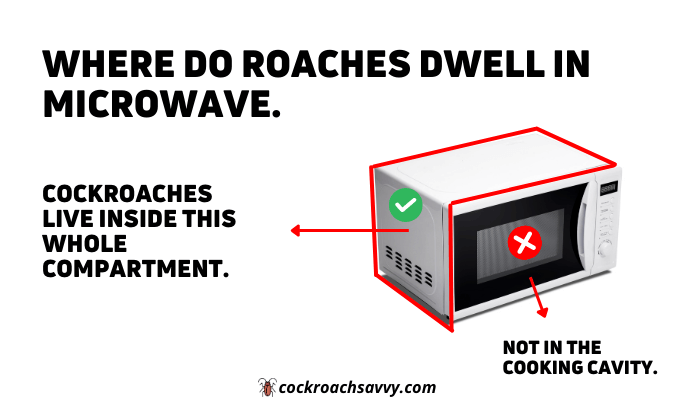 Where Do Roaches Live in Microwave