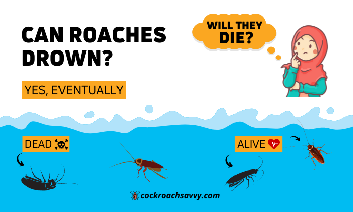 Can Roaches Drown