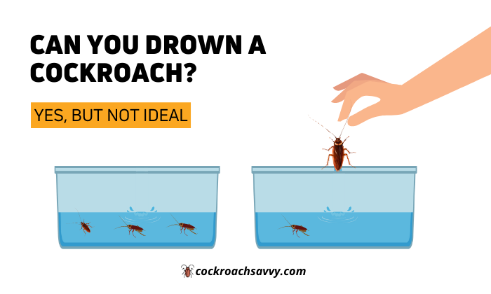 Can you drown a cockroach