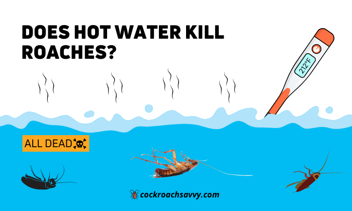 Does Hot Water Kill Roaches