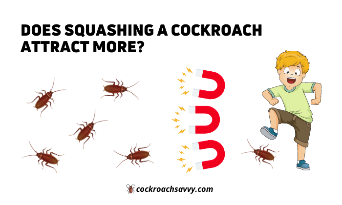 Does squashing a cockroach attract more