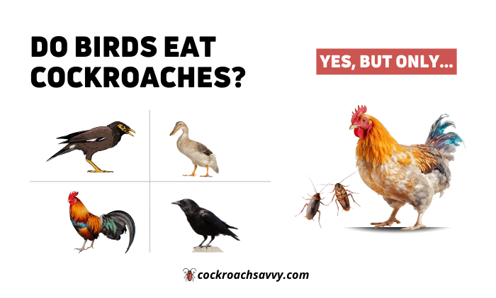 Do birds eat cockroaches