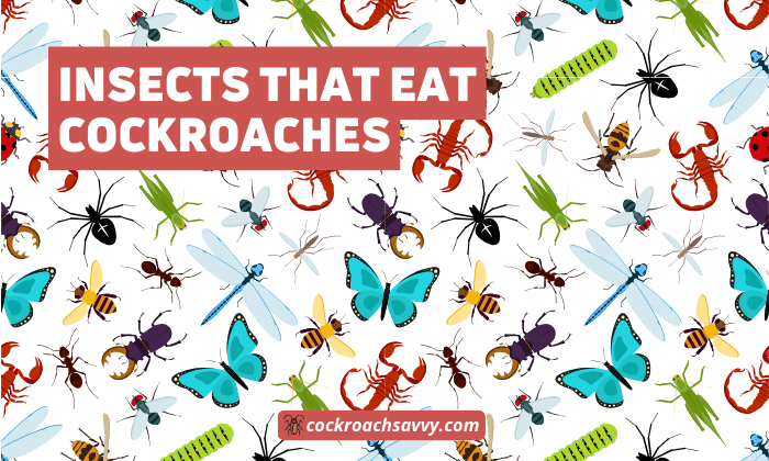 Insects That Eat Cockroaches