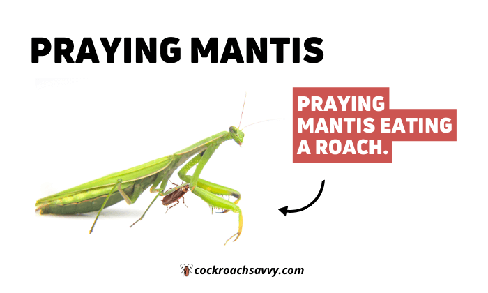 Praying Mantis eating cockroach