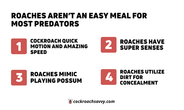 Roaches Aren’t An Easy Meal For Most Predators