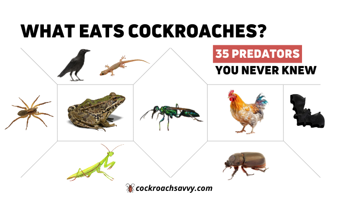 What Eats Cockroaches