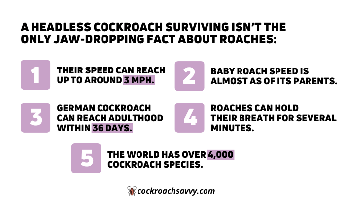 A graphic picture displaying Jaw-Dropping Facts about Roaches