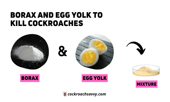 Borax and Egg Yolk to Kill Cockroaches