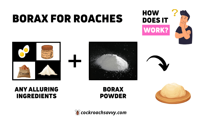 Borax for Roaches featured image