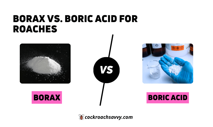 Borax vs. Boric Acid for Roaches