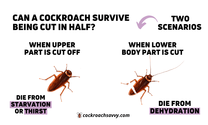 a graphic picture showing what will happen when a cockroach upper part is cut off and lower body parts is cut