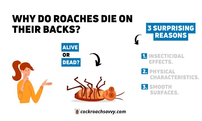 featured image of article entitled "Why Do Roaches Die on Their Backs"