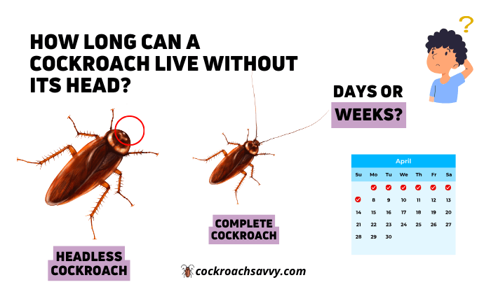 featured image of article entitled "how long does a cockroach live without a head"